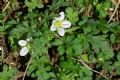 Erodium maritimum